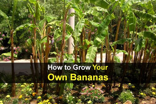 How to Grow Your Own Tropical Banana 