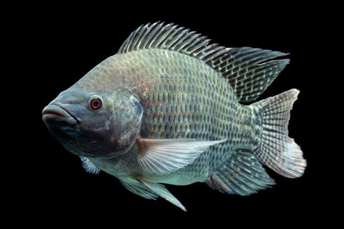 What Is Tilapia? 